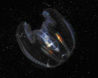 Mnemiopsis leidyi (in the central Baltic Sea in January 2008). Source: Jan-Erik Bruun, FIMR (Finnish Institute of Marine Research).