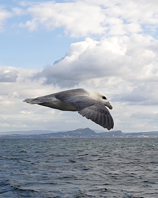 Plastic particles in fulmars