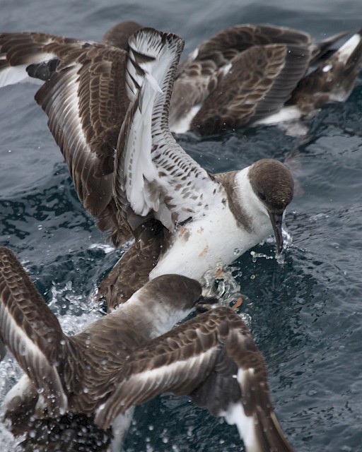 OSPAR consultation on proposed revisions to the nomination proforma for the ’North Atlantic Current and Evlanov Sea basin MPA’