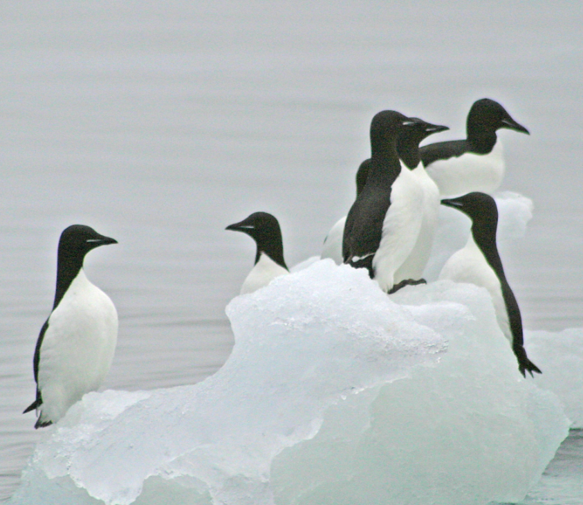 VIEWS SOUGHT ON NEW MARINE PROTECTED AREA FOR SEABIRDS | OSPAR Commission