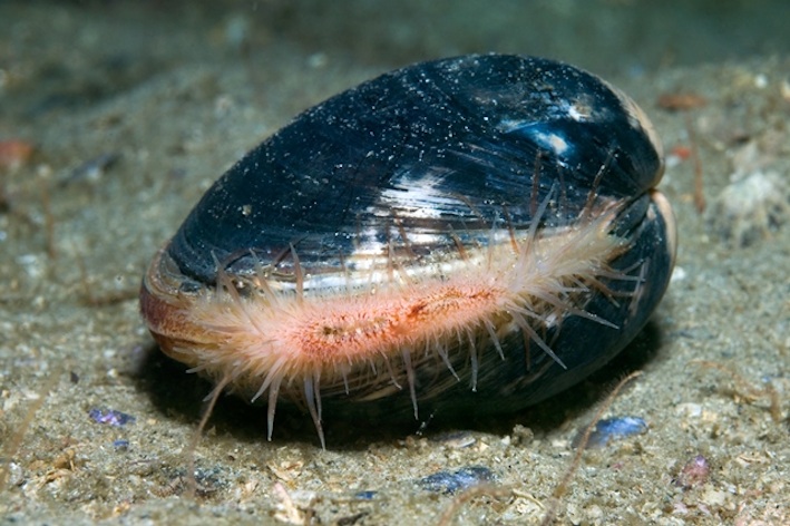 Earth's Oldest Animals