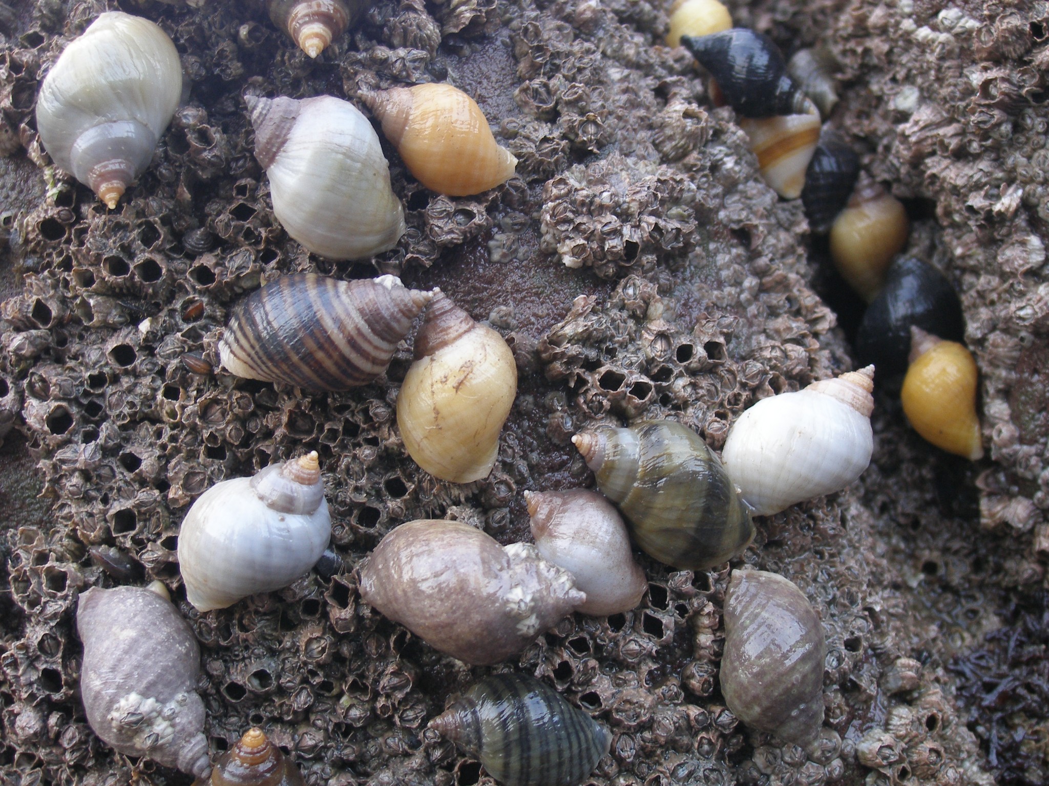 Dog whelk OSPAR Commission