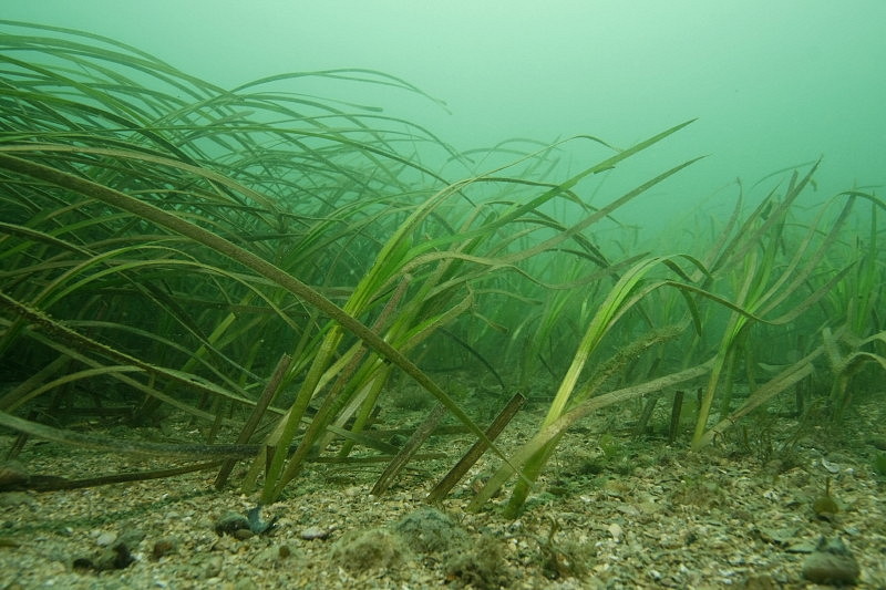 Zostera Beds | OSPAR Commission