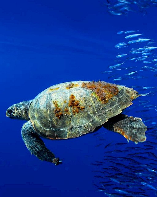 Marine litter ingested by sea turtles