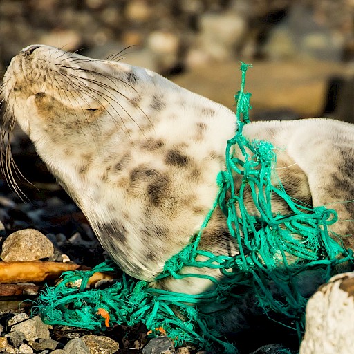 B.4.3 Reducing the impact of fishing related items, such as net cuttings  and dolly rope