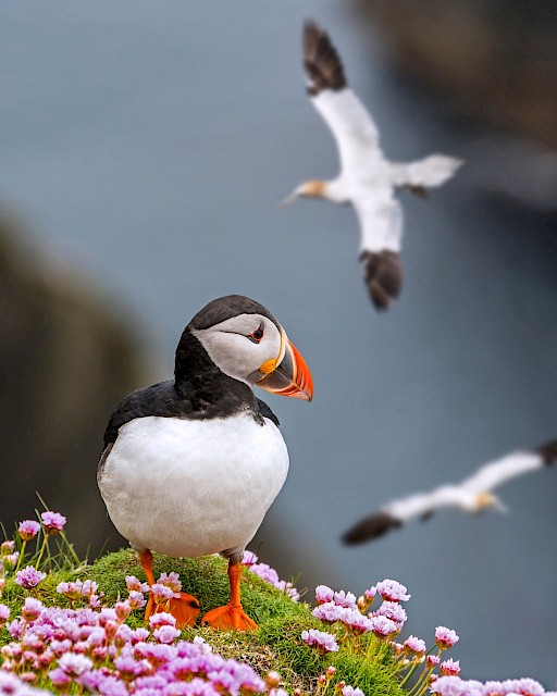 Marine Birds