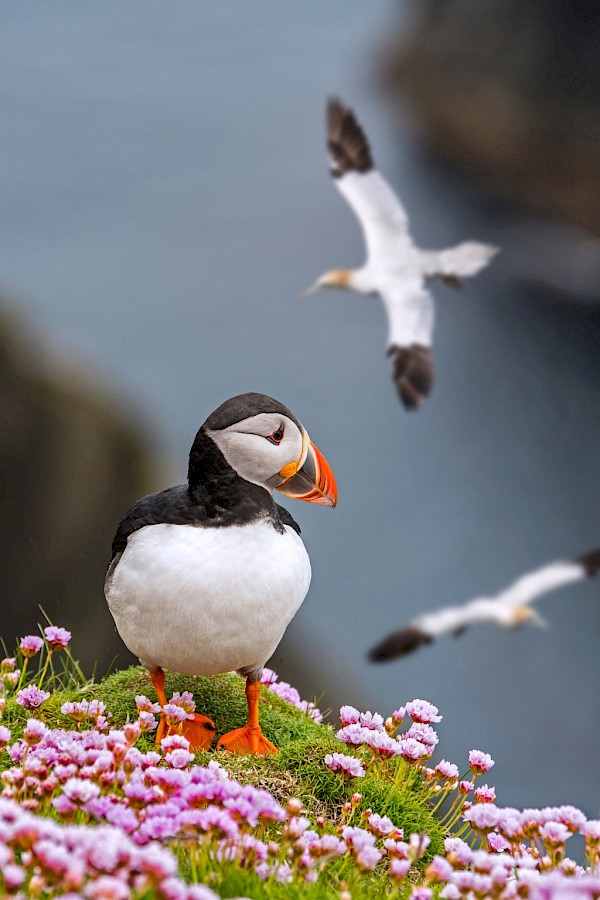 Marine Birds